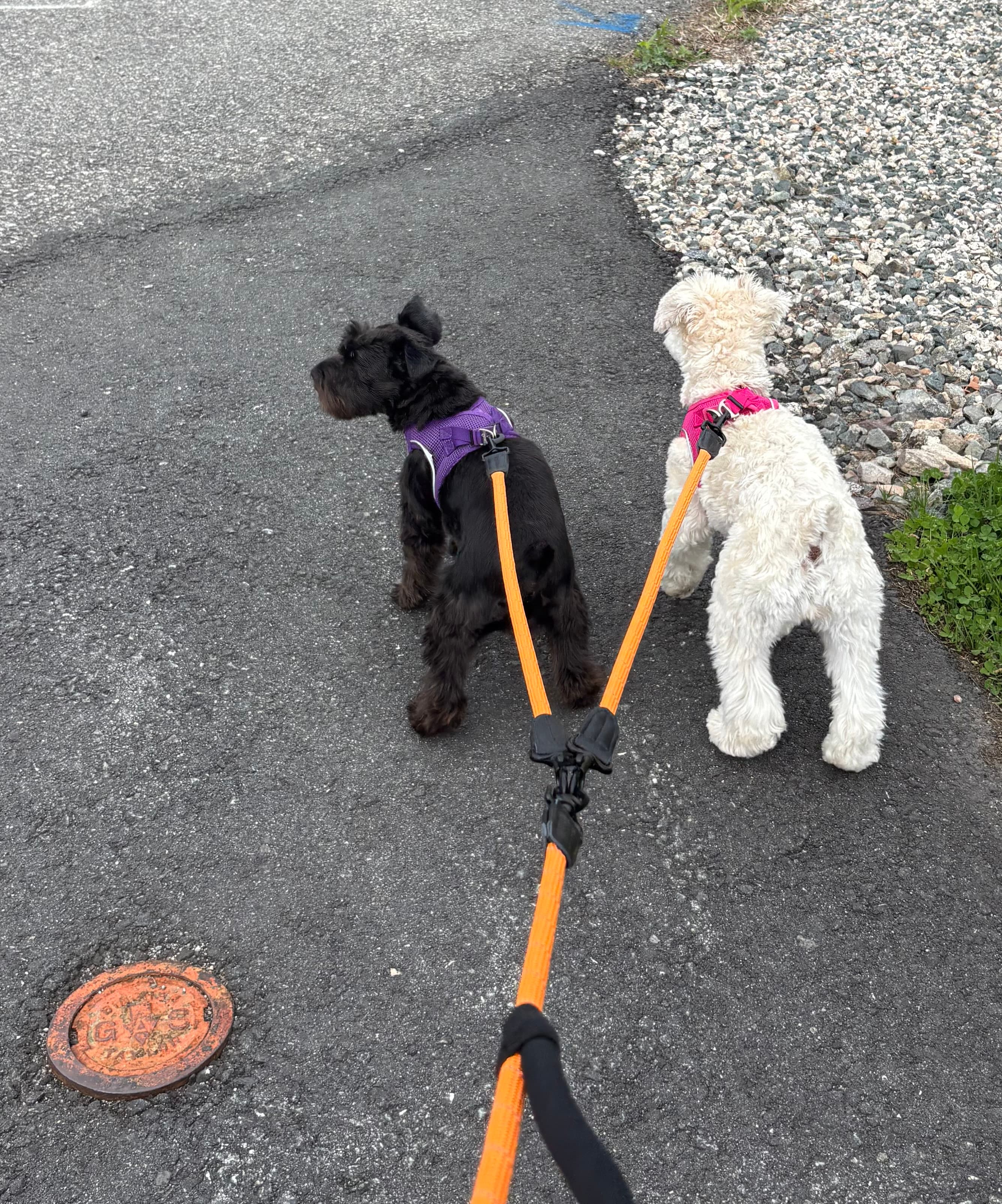 Point-of-view photo of two dogs walking together on a coupler leash.